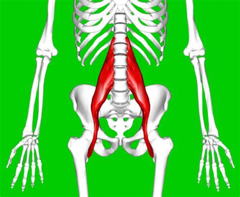 Psoas Muscle Pain Symptoms And Treatment For Quick Relief Physiqz