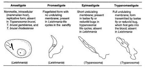 Leishmania And Trypanosoma Math Prep Medical Laboratory Science