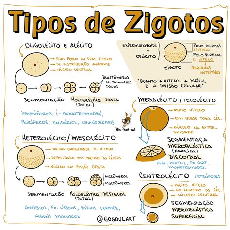 O Que E O Zigoto