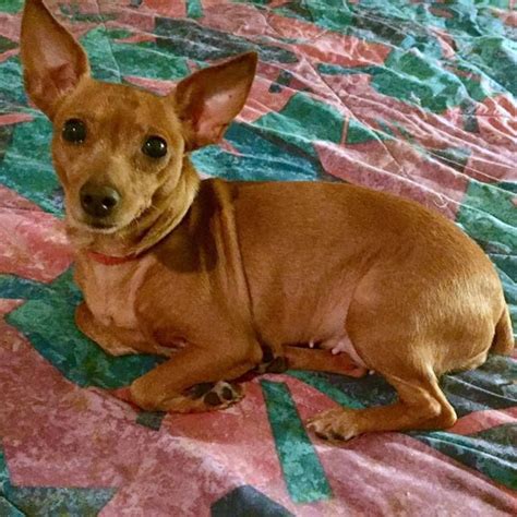 Chihuahua Miniature Pinscher Mix For Adoption Pets Lovers