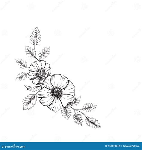 Flower Sketch Floral Elements A Branch With A Flower Of Wild Rose