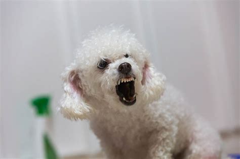 My Toy Poodle Is Aggressive Save 19 Br