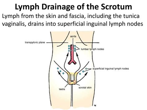 Superficial Inguinal Lymph Nodes Drain Into Best Drain Photos