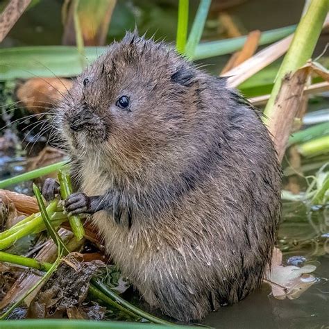 Water Vole Reintroductions In The Uk