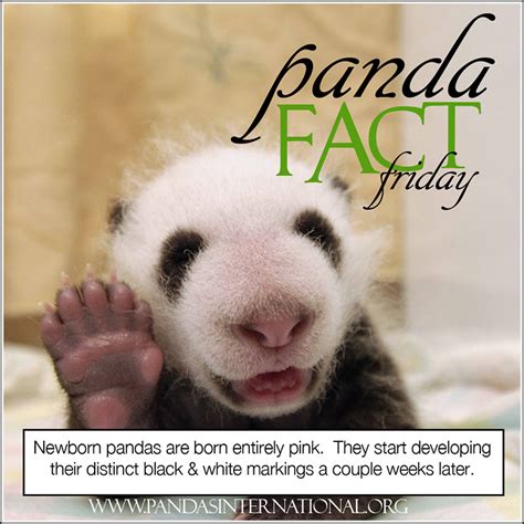 Panda Fact Friday When Do Pandas Get Their Black And White Markings
