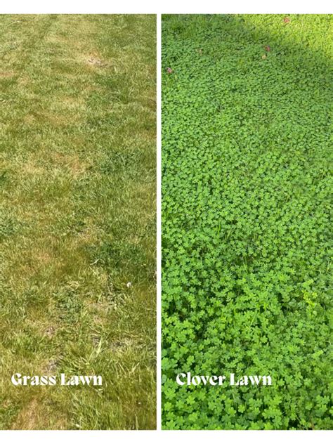 I Switched To A Clover Lawn Follow The Transformation Xoxojackie Blog