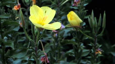 This Flower Instantly Blooms At Sunset The Evening Primrose Youtube