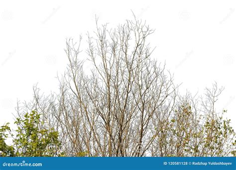 Many Dry Branches Of Tree Isolated From Background Stock Photo Image