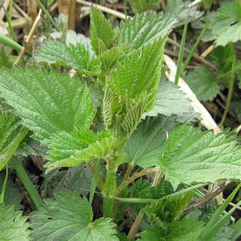 Maybe you would like to learn more about one of these? Stinging Nettle - Weekly Weeder #16