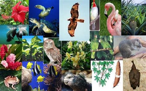 Apa saja fauna endemik langka yang berhabitat di indonesia? Mesra Alam: Isu-Isu & Pembangunan Mampan: Flora-Fauna