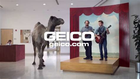 The camel's humps also help the animal regulate its body temperature, an important feature in the desert, where temperatures can be extremely high during the day although the humps do not store water, camels are still incredibly efficient in the amount of water they use per day, which is why they. GEICO Hump Day Camel Commercial Happier than a Camel on ...