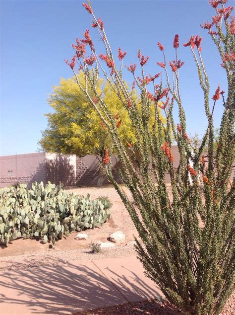 Blooming Ocotillo Cactus With A Blooming Palo Verde Tree Behind