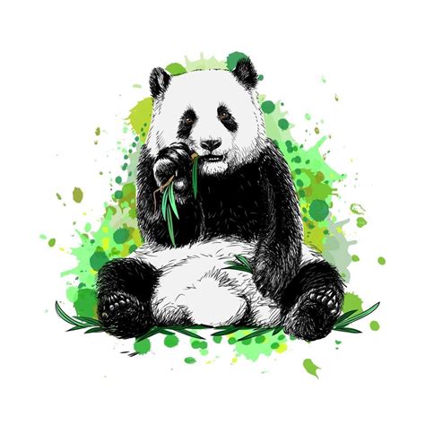 Panda Sitting And Eating Bamboo From A Splash Of Watercolor Hand Drawn