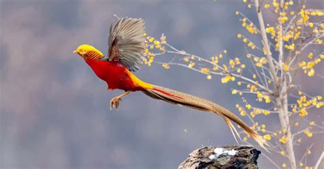 15 Incredible Birds With Long Tails Explain And Photos