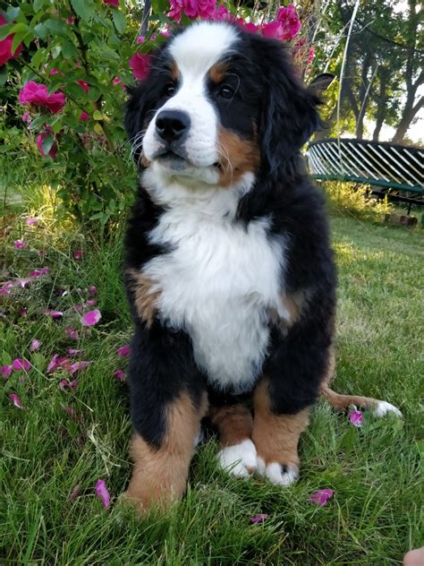 They are a muscular breed with dark brown eyes, a straight muzzle, and a black nose. Bernese Mountain Dog Puppy - Sweet Grass Mountain Dogs