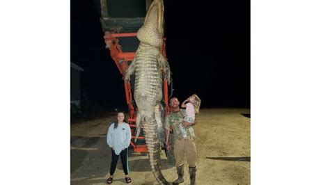 1000 Pound Alligator Caught In Florida