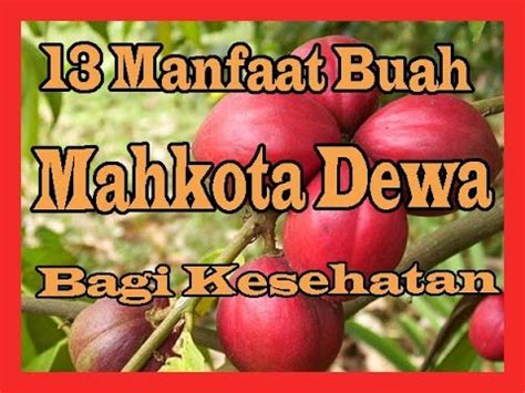 Mengolah mahkota dewa karena khasiatnya ini, maka mahkota dewa bisa dimanfaatkan sebagai obat. 13 Manfaat Buah Mahkota Dewa Bagi Kesehatan - YouTube