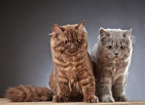 British Longhair Breed Profile - Cat-World