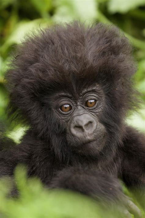 Baby Mountain Gorilla Raww