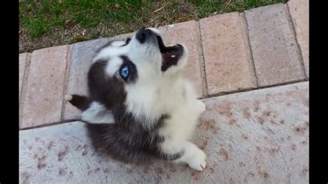 Puppies Learning To Howl Youtube