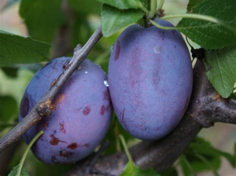 Śliwa Amers Prunus Domestica Sadzonki W Dobrej Cenie Szkółki