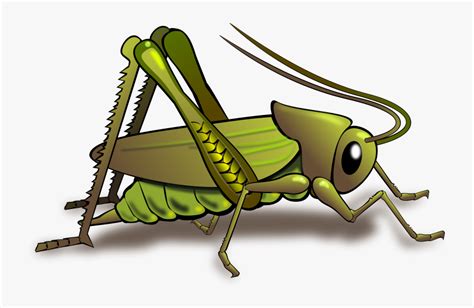 Clipart Insect Crickets Field Cricket Clipart By Misterbug On