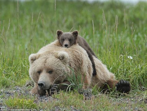 Mother Bear Gives Playful Cub A Piggyback Daily Mail Online