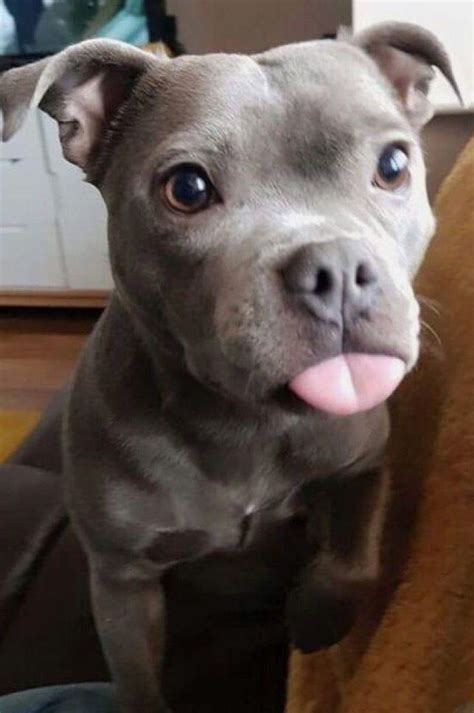 Cute Baby Pitbull Puppies