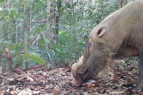 Palm Oil Plantations Fuel Pigs That Ruin Southeast Asian Forests