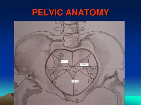 Introduction the anatomical basis of pelvic floor function in normal and abnormal states pelvic floor ultrasound: PPT - CEPHALO-PELVIC DISPROPORTION PowerPoint Presentation - ID:158335