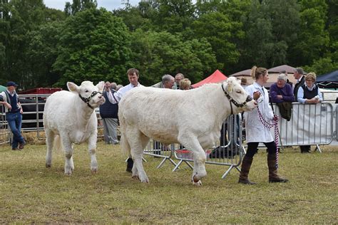 Livestock 063 Alyth Agricultural Show 2019 John Mullin Flickr
