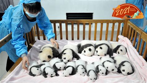 Live Newborn Panda Cubs Make Debut In Chengdu On Little New Year Cgtn