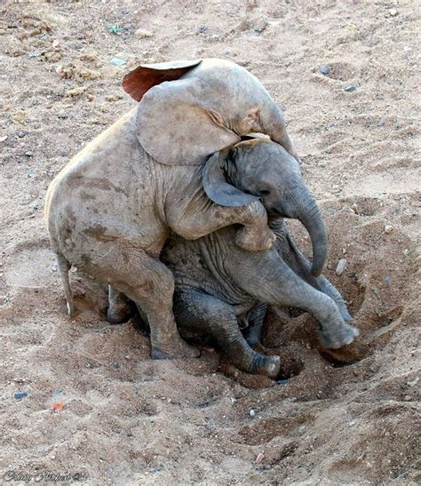 Pin On Elephants