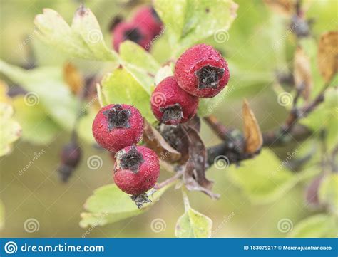 Crataegus Monogyna Oneseed Hawthorn Fruits Or Autumn Berries Of This