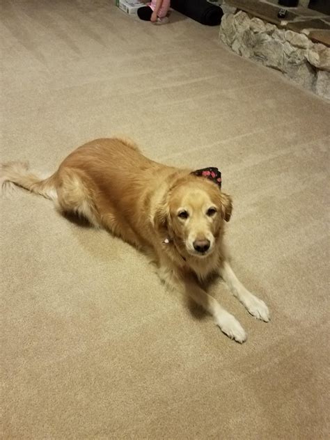 Jul 05, 2021 · retriever dog house is rated 4.1 out of 5 by 646. Golden Retriever Dog | Dogs golden retriever, Golden ...