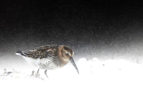 Bird Photographer Of The Year 2022 Winners Announced Nature Ttl