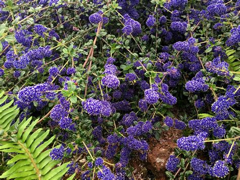 Photo 67841 Ceanothus Midnight Magic Plant Lust