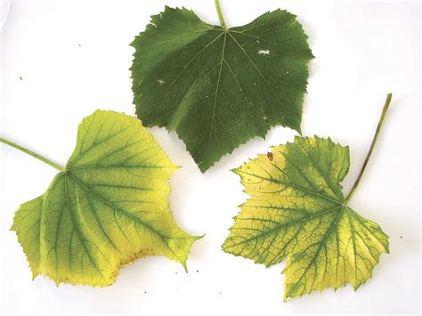 Blueberry plants live a very long time, so it's worth the up front effort to prep the soil so they can thrive. Cool, wet soils trigger chlorosis | Good Fruit Grower