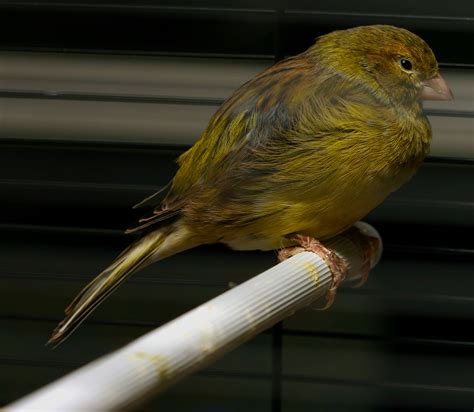 Domestic Canary Facts As Pets Care Temperament Pictures Singing