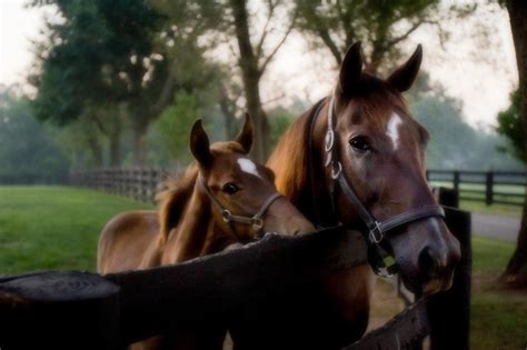 Horse Farm Tours Of The Kentucky Bluegrass Thoroughbred