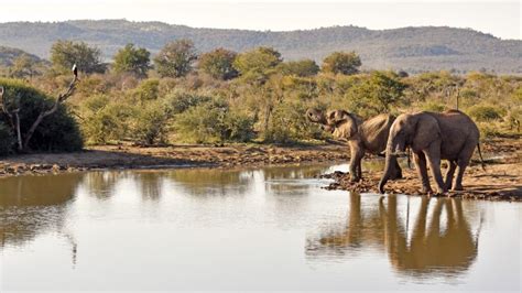 Madikwe Game Reserve Gauteng