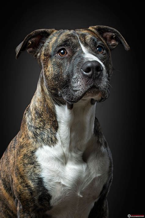 Beat Pitbull Fotomorgana Pasja Fotografija American Pit Bull Terrier