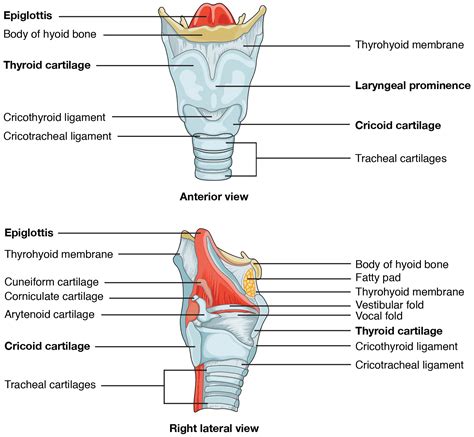 Module Pharynx And Larynx Nasal Cavity And Smell Anatomy