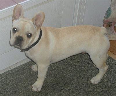 I've heard that in some cases they do not even weight it, but who knows.this is just luck. French Bulldog Dog Breed Pictures, 6