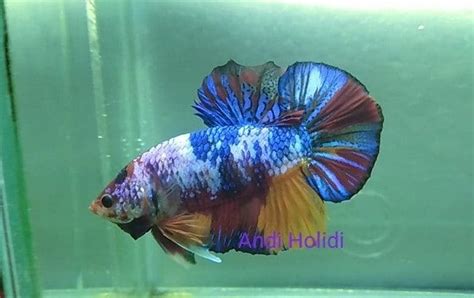 Please register if you still not member. Fancy Betta Fish For Sale - Betta fish for sale