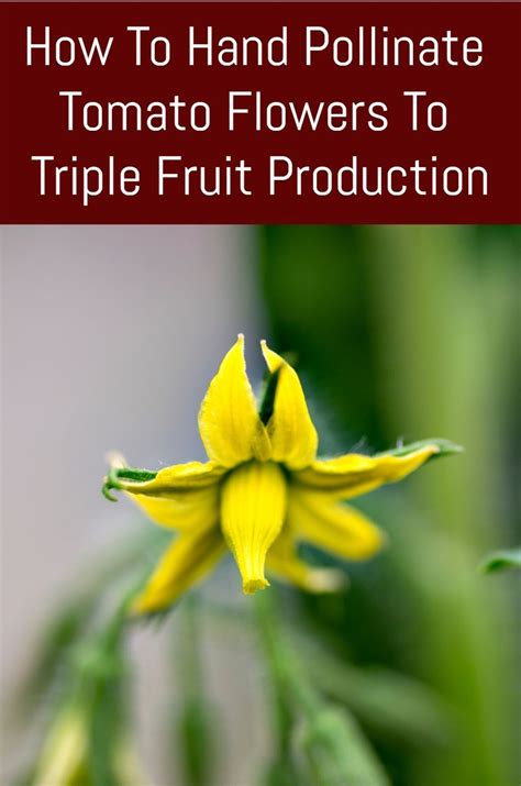 how to hand pollinate tomato flowers to triple fruit production pollination growing tomatoes