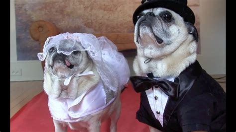 All you need is to have a look at these happy work anniversary meme for colleagues, boss, employees, friends, partners or your loved ones. Cutest Pug Wedding - YouTube