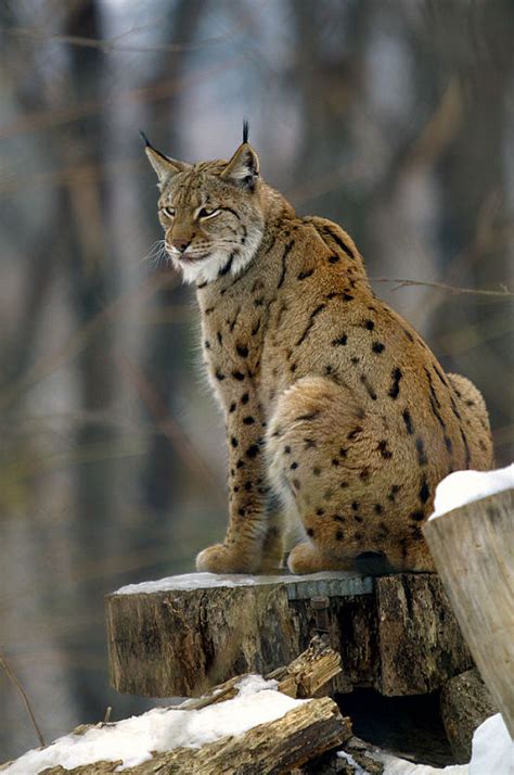 Armitron, timex, seiko, so, simply vera vera wang, dana buchman Eurasian Lynx Re-Introduction: Returning to the UK?