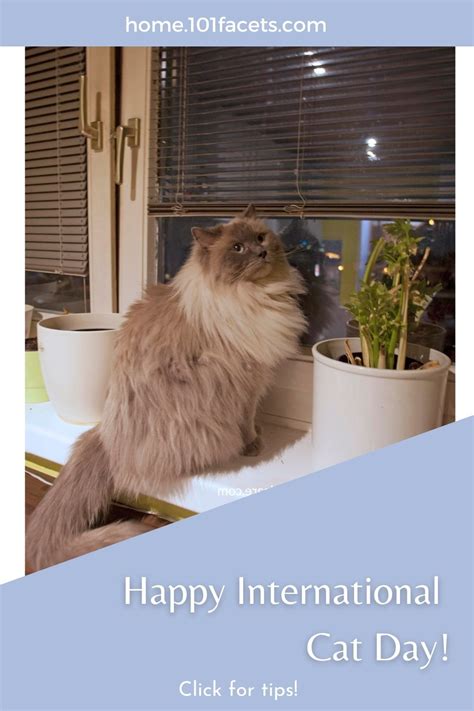 Happy International Cat Day Home Improvement Facets