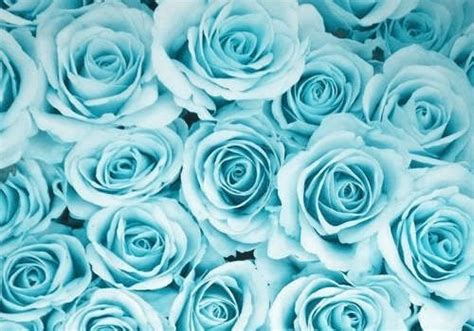 Daydreaming Blue Roses Wallpaper Rose Flower Wallpaper Flower Band